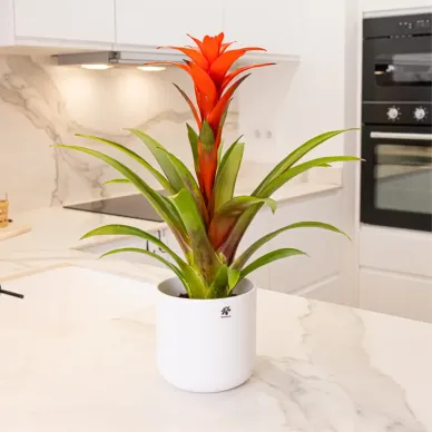 Guzmania 2