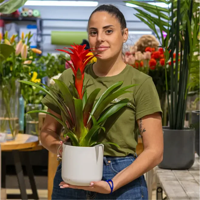 Guzmania