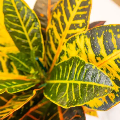 Croton 2