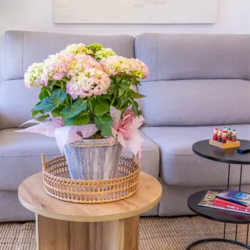 Comprar Susurro de Hortensias en Barcelona | FLORES DÍA DE LA MADRE