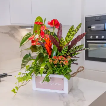 Comprar Pasión Natural en Barcelona | FLORES DÍA DE LA MADRE