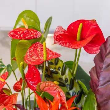 Comprar Pasión Natural en Barcelona | FLORES DÍA DE LA MADRE