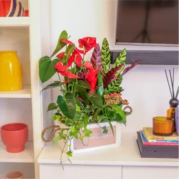 Comprar Pasión Natural en Barcelona | FLORES DÍA DE LA MADRE