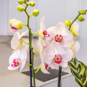 Comprar Jardín Arcoíris en Barcelona | FLORES DÍA DE LA MADRE