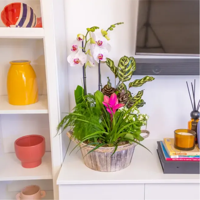 Comprar Jardí Arc de Sant Martí a Barcelona | FLORS DIA DE LA MARE