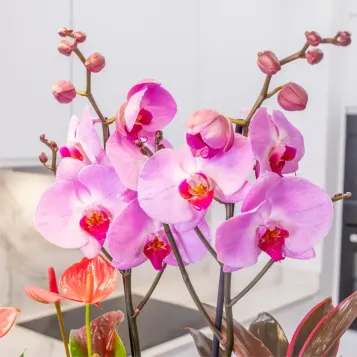 Comprar Encanto Rosa en Barcelona | FLORES DÍA DE LA MADRE