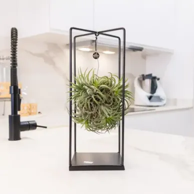 Comprar Tillandsia con Estructura de Metal en Barcelona | Plantas