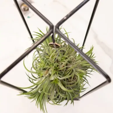 Tillandsia con Estructura de Metal 2