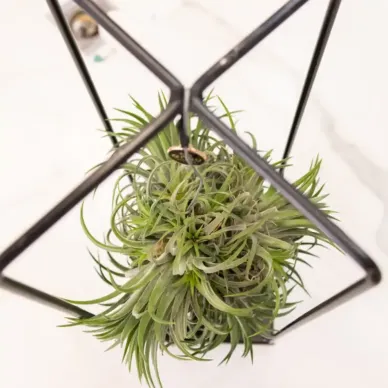 Comprar Tillandsia con Estructura de Metal en Barcelona | Plantas 2
