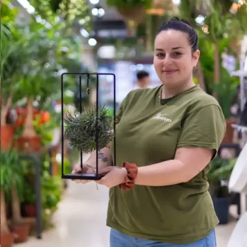 Tillandsia con Estructura de Metal