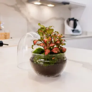 Compra Terrari Fitonia a Barcelona | Terraris de Plantes 2