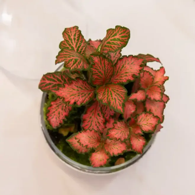 Comprar Terrario Fitonia en Barcelona | Terrarios de Plantas