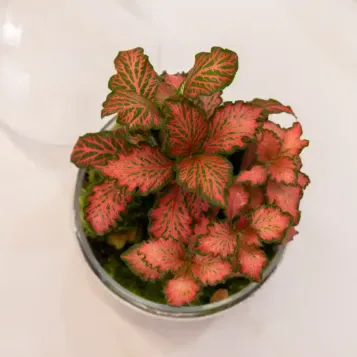 Compra Terrari Fitonia a Barcelona | Terraris de Plantes
