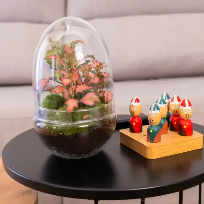 Comprar Terrario Fitonia en Barcelona | Terrarios de Plantas