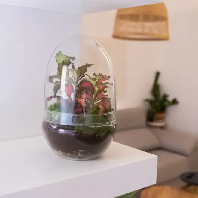 Comprar Terrario Fitonia en Barcelona | Terrarios de Plantas