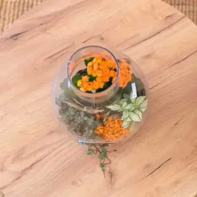 Terrario de planta mini variada 2