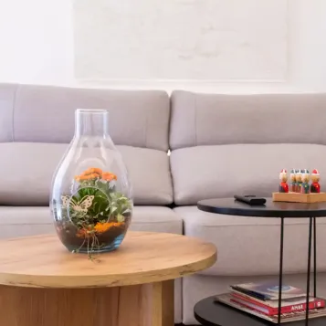 Terrario de planta mini variada