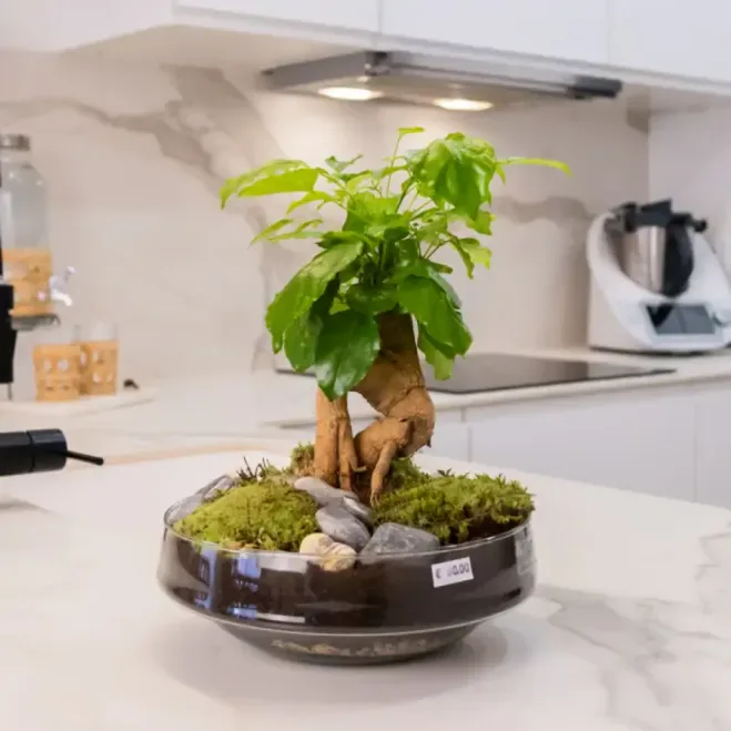 Comprar Radermachera en Base de Cristal en Barcelona | Plantas