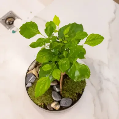 Comprar Radermachera en Base de Cristal en Barcelona | Plantas 2
