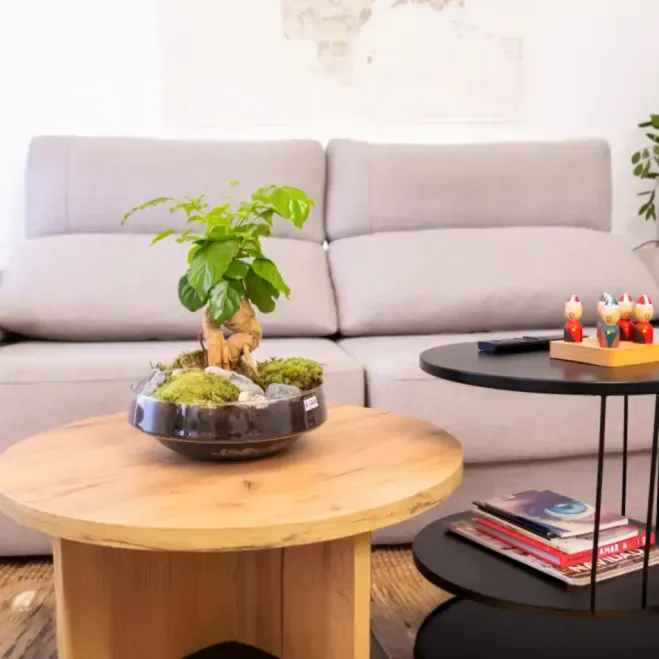 Comprar Radermachera en Base de Vidre a Barcelona | Plantes