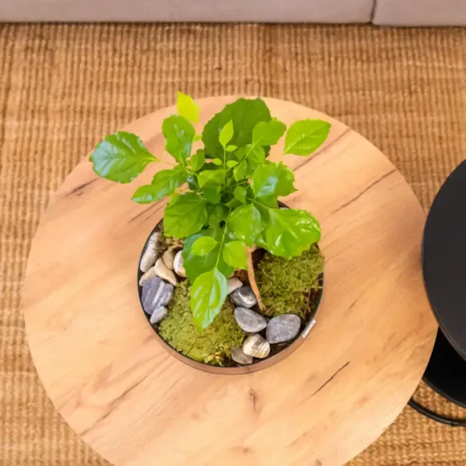 Comprar Radermachera en Base de Cristal en Barcelona | Plantas