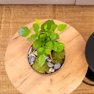 Comprar Radermachera en Base de Cristal en Barcelona | Plantas