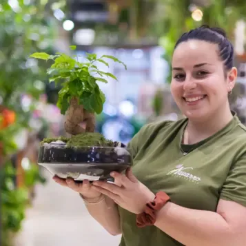 Comprar Radermachera en Base de Cristal en Barcelona | Plantas