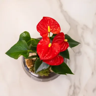 Anthurium en base de cristal 2