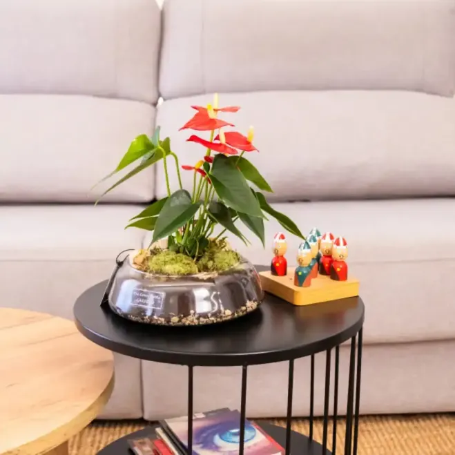 Compra Anthurium en Base de Vidre a Barcelona | Plantes