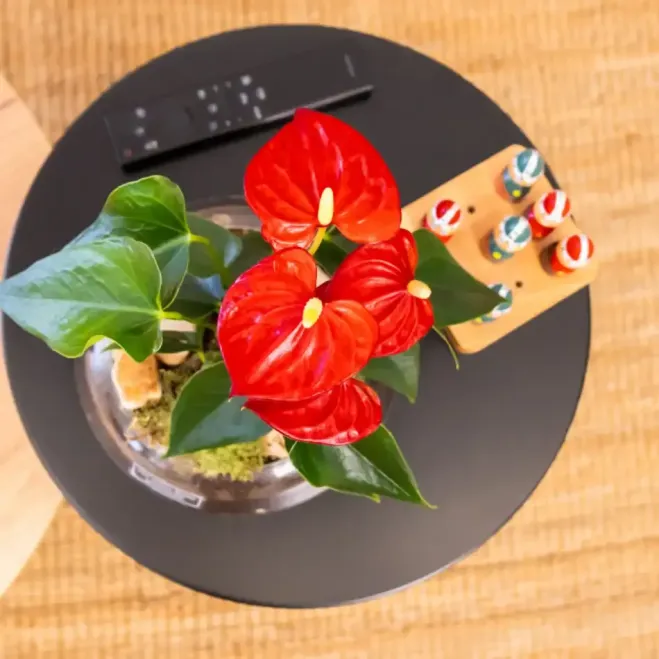 Comprar Anthurium en Base de Cristal en Barcelona | Plantas