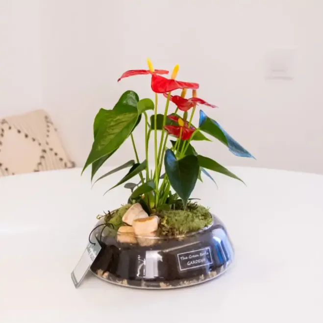 Comprar Anthurium en Base de Cristal en Barcelona | Plantas