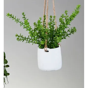 Suculenta