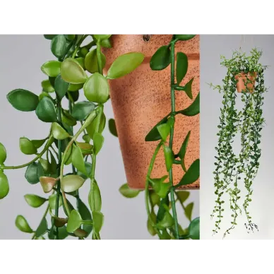 Dischidia