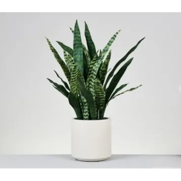 Sanseviera