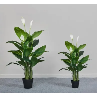 Spathiphyllum