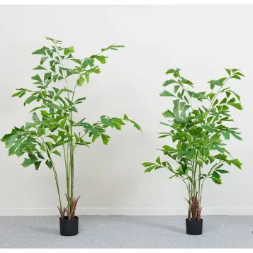 Caryota