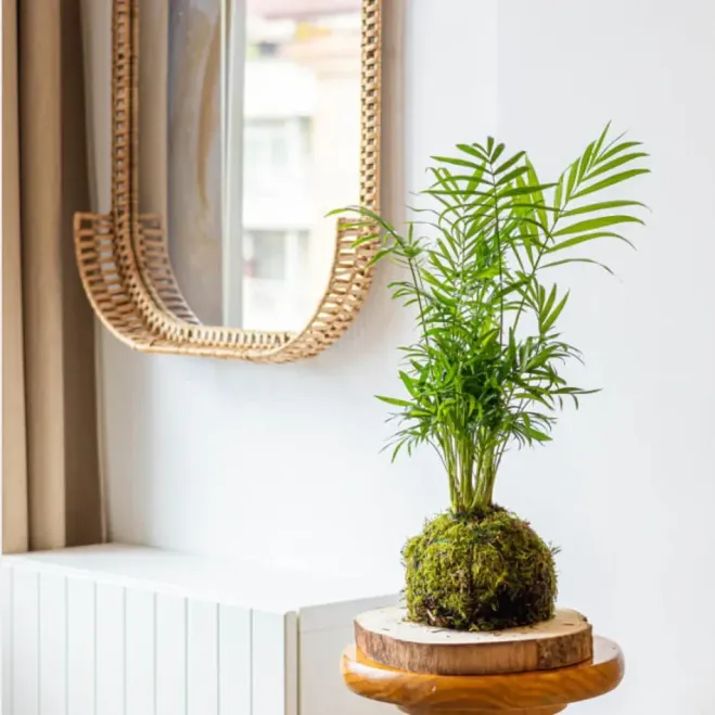 Comprar Kokedama Chamadorea en Barcelona | Kokedamas