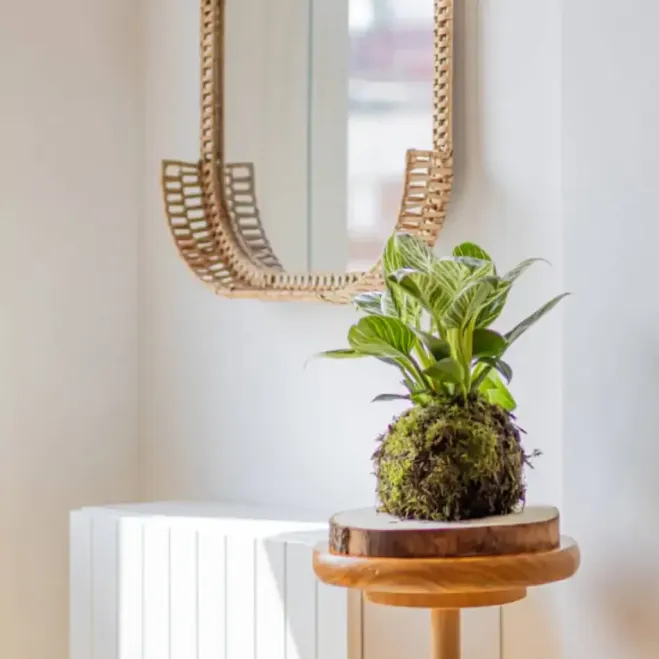 Compra Kokedama Philodendro White en Barcelona | Kokedamas