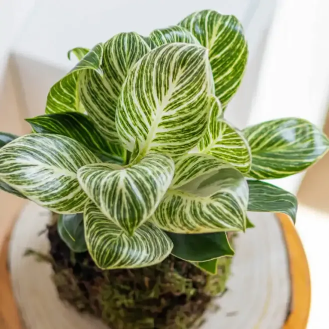 Compra Kokedama Philodendro White en Barcelona | Kokedamas