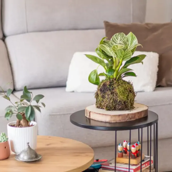 Compra Kokedama Philodendro White en Barcelona | Kokedamas
