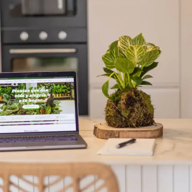 Compra Kokedama Philodendro White en Barcelona | Kokedamas