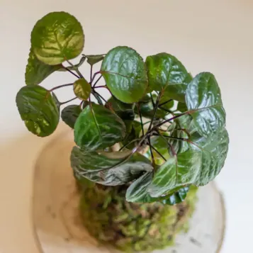 Kokedama Polyscia