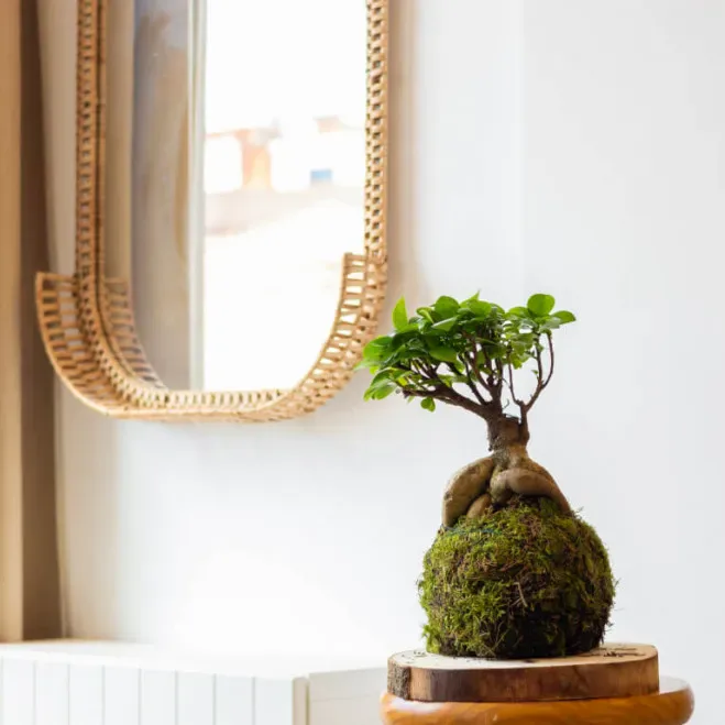Comprar Kokedama Ficus Ginseng en Barcelona | Kokedamas
