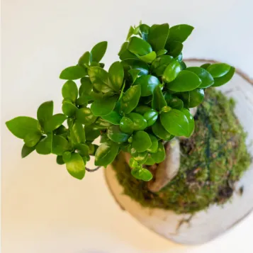 Kokedama ficus ginseng