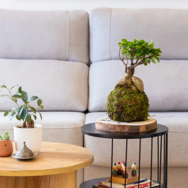 Comprar Kokedama Ficus Ginseng en Barcelona | Kokedamas
