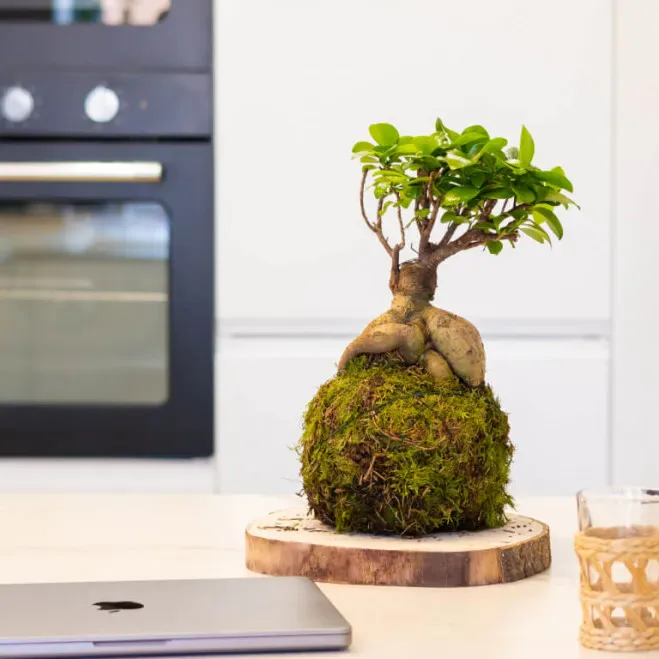 Comprar Kokedama Ficus Ginseng en Barcelona | Kokedamas