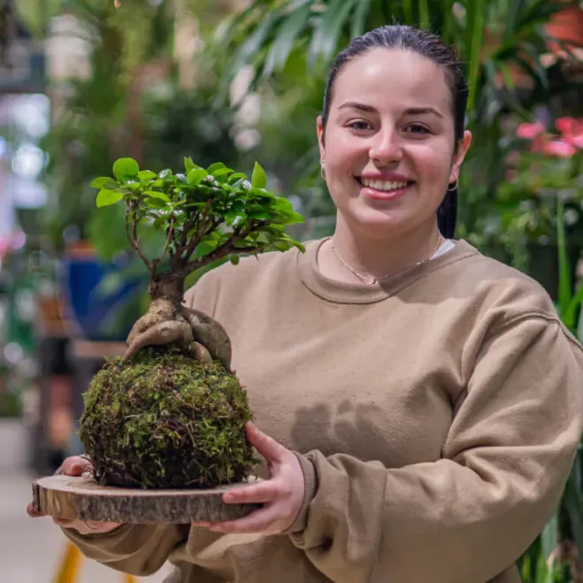 Comprar Kokedama Ficus Ginseng en Barcelona | Kokedamas