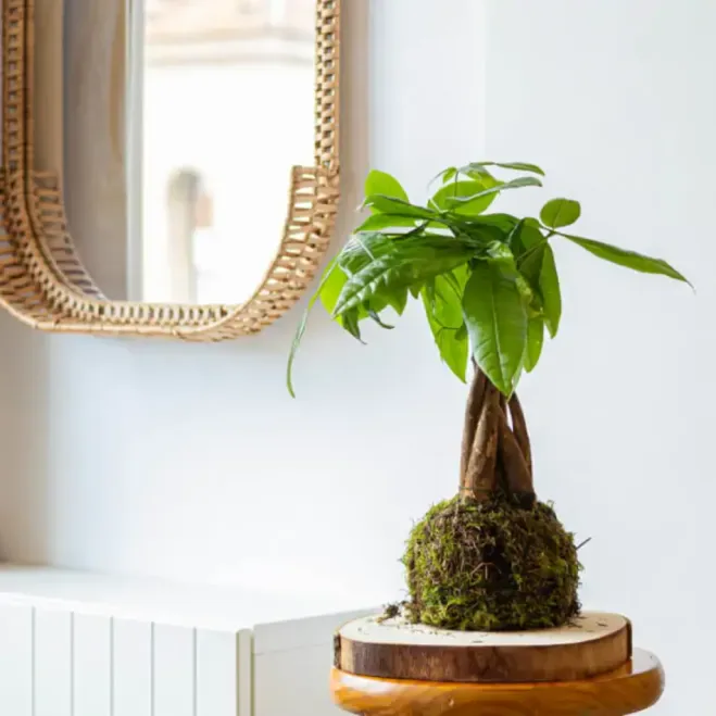 Comprar Kokedama Pachira en Barcelona | Kokedamas