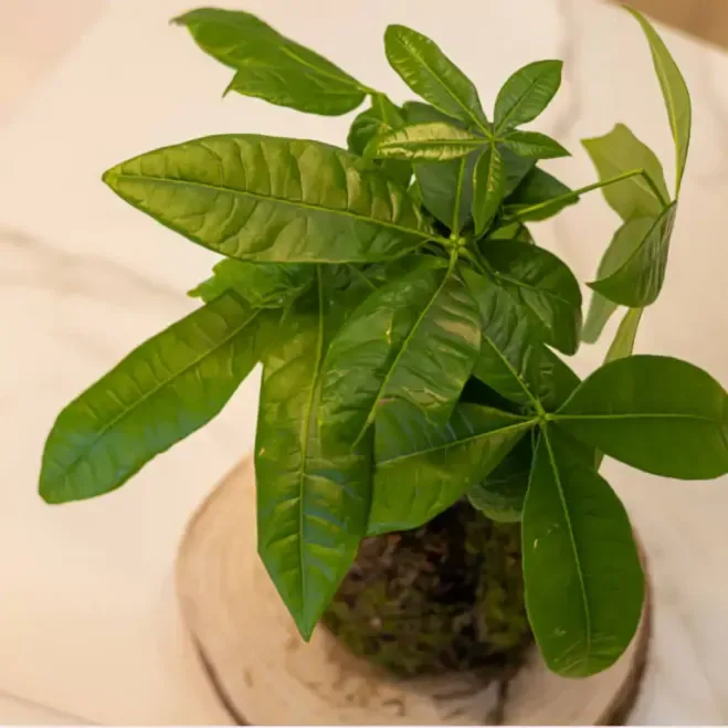Comprar Kokedama Pachira en Barcelona | Kokedamas