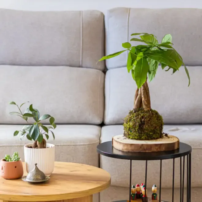 Comprar Kokedama Pachira en Barcelona | Kokedamas